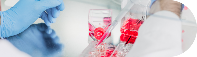 Zdjęcie przedstawiające hodowlę komórek in vitro i ręce laboranta obsługującego pipetę