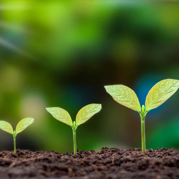 Small Sprouts Growing in the Soil Small Sprouts Growing in the Soil
